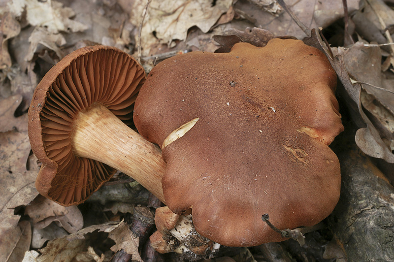 Cortinarius orellanus